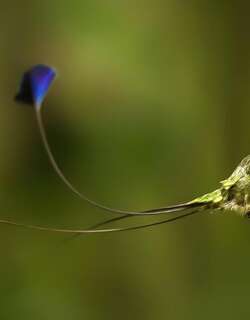 叉扇尾蜂鸟 / Marvelous Spatuletail / Loddigesia mirabilis
