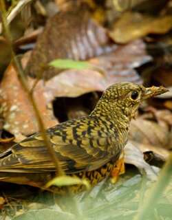 斯里兰卡地鸫 / Sri Lanka Thrush / Zoothera imbricata