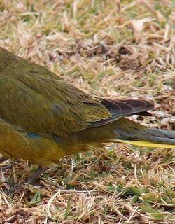 岩鹦鹉 / Rock Parrot / Neophema petrophila