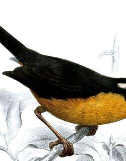 灰背拟雀 / Slaty-backed Hemispingus / Poospiza goeringi