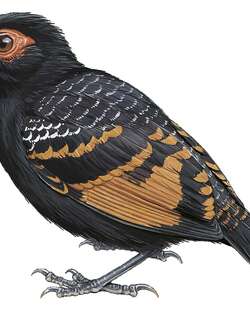 红翅裸眼蚁鸟 / Reddish-winged Bare-eye / Phlegopsis erythroptera