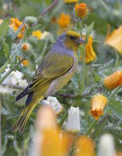 南非丝雀 / Cape Canary / Serinus canicollis
