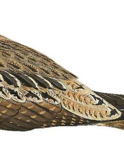 巴布亚毛腿夜鹰 / Papuan Nightjar / Eurostopodus papuensis