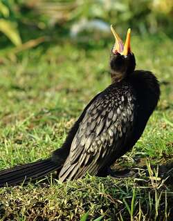 长尾鸬鹚 / Reed Cormorant / Microcarbo africanus