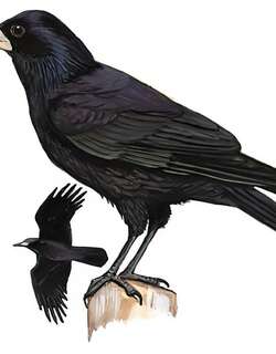 秃鼻乌鸦 / Rook / Corvus frugilegus