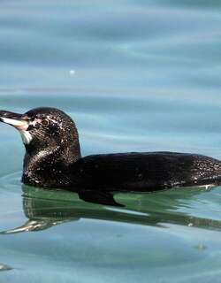 加岛企鹅 / Galapagos Penguin / Spheniscus mendiculus