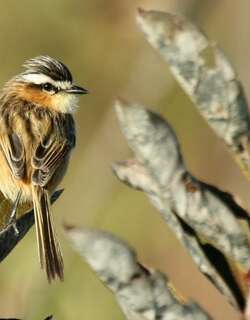 尖尾霸鹟 / Sharp-tailed Grass Tyrant / Culicivora caudacuta