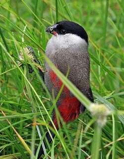黑头梅花雀 / Black-headed Waxbill / Estrilda atricapilla