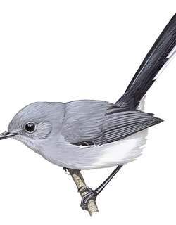 尼格罗蚋莺 / Rio Negro Gnatcatcher / Polioptila facilis