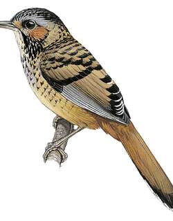 棕耳噪鹛 / Chestnut-eared Laughingthrush / Ianthocincla konkakinhensis