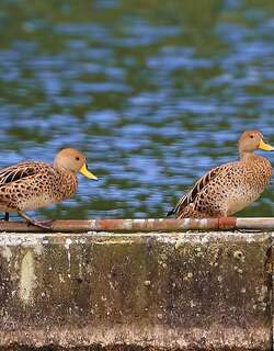 黄嘴针尾鸭 / Yellow-billed Pintail / Anas georgica