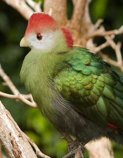 红冠蕉鹃 / Red-crested Turaco / Tauraco erythrolophus