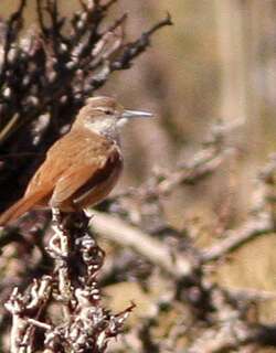 直嘴爬地雀 / Straight-billed Earthcreeper / Ochetorhynchus ruficaudus