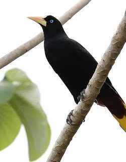 发冠拟椋鸟 / Crested Oropendola / Psarocolius decumanus