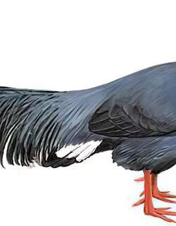 蓝马鸡 / Blue Eared Pheasant / Crossoptilon auritum