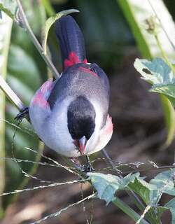 坎氏梅花雀 / Kandt’s Waxbill / Estrilda kandti