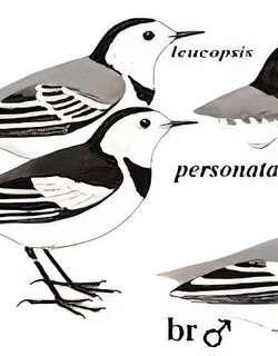 白鹡鸰 / White Wagtail / Motacilla alba