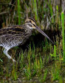 巨沙锥 / Giant Snipe / Gallinago undulata