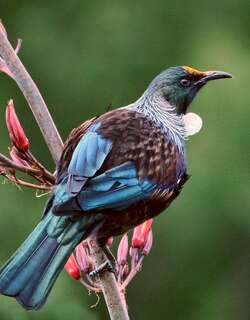 簇胸吸蜜鸟 / Tui / Prosthemadera novaeseelandiae