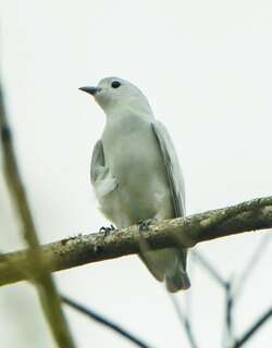 中美白伞鸟 / Snowy Cotinga / Carpodectes nitidus