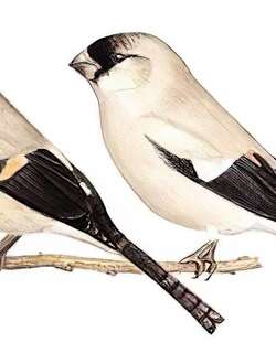 褐灰雀 / Brown Bullfinch / Pyrrhula nipalensis