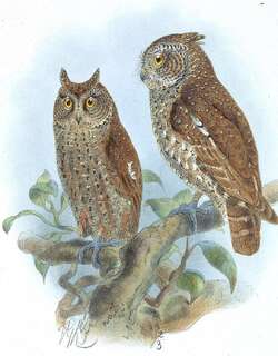 安达曼角鸮 / Andaman Scops Owl / Otus balli
