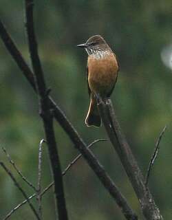 纹喉丛霸鹟 / Streak-throated Bush Tyrant / Myiotheretes striaticollis