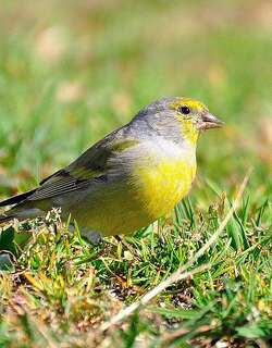 桔黄丝雀 / Citril Finch / Carduelis citrinella