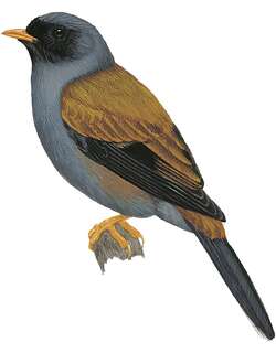 多色孤鸫 / Varied Solitaire / Myadestes coloratus