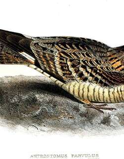 小夜鹰 / Little Nightjar / Setopagis parvula