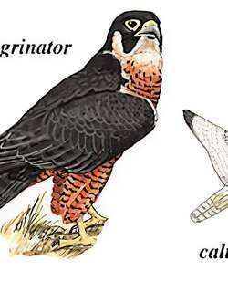 游隼 / Peregrine Falcon / Falco peregrinus
