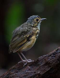 斑蚁鸫 / Spotted Antpitta / Hylopezus macularius