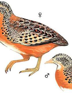 黄脚三趾鹑 / Yellow-legged Buttonquail / Turnix tanki