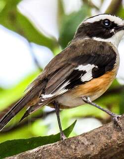 棕胁杂色鹟 / Buff-sided Robin / Poecilodryas cerviniventris