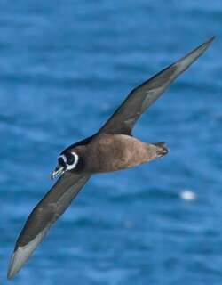 眼镜风鹱 / Spectacled Petrel / Procellaria conspicillata