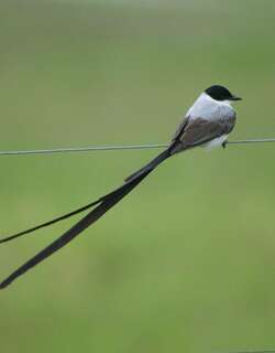 叉尾王霸鹟 / Fork-tailed Flycatcher / Tyrannus savana