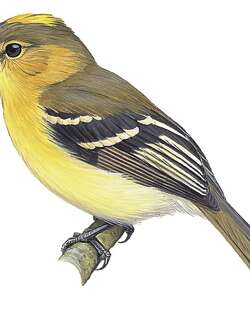 赭胸斑翅霸鹟 / Ochraceous-breasted Flycatcher / Nephelomyias ochraceiventris