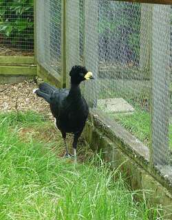 黄瘤凤冠雉 / Yellow-knobbed Curassow / Crax daubentoni