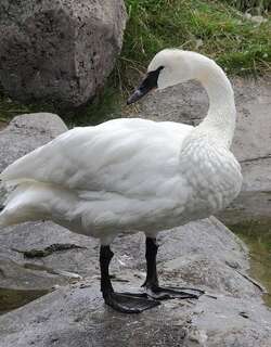 黑嘴天鹅 / Trumpeter Swan / Cygnus buccinator