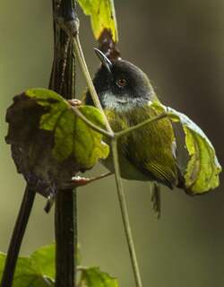 黑脸娇莺 / Mountain Masked Apalis / Apalis personata