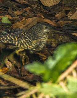 白冠虎鹭 / White-crested Tiger Heron / Tigriornis leucolopha