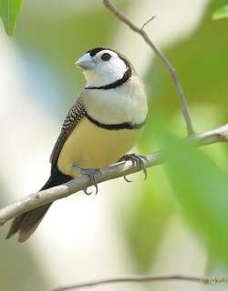 双斑草雀 / Double-barred Finch / Stizoptera bichenovii