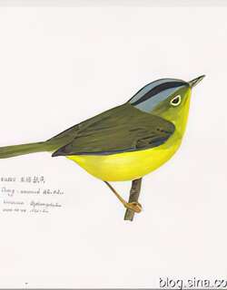 灰冠鹟莺 / Grey-crowned Warbler / Phylloscopus tephrocephalus