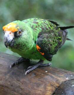 非洲红额鹦鹉 / Red-fronted Parrot / Poicephalus gulielmi