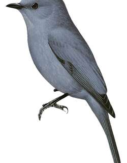 利比黑鹟 / Nimba Flycatcher / Melaenornis annamarulae