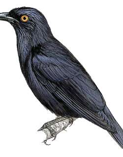 伦岛辉椋鸟 / Rennell Starling / Aplonis insularis