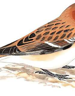 棕颈雪雀 / Rufous-necked Snowfinch / Pyrgilauda ruficollis