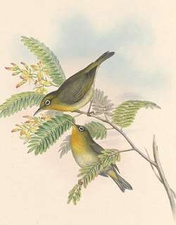细嘴绣眼鸟 / Slender-billed White-eye / Zosterops tenuirostris