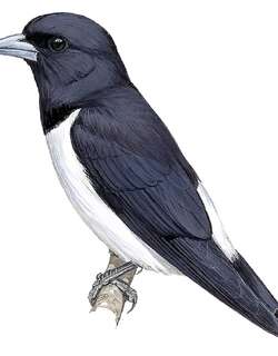 大燕鵙 / Great Woodswallow / Artamus maximus