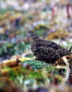 棕腹籽鹬 / Rufous-bellied Seedsnipe / Attagis gayi